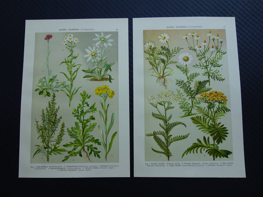 Oude botanische prenten set van twee 1911 originele antieke illustratie bloemen planten Wit Geel