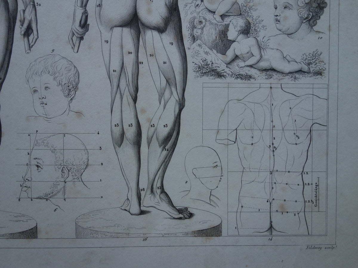 Old print about theory of painting and muscles and proportions of the human body original antique illustration vintage prints