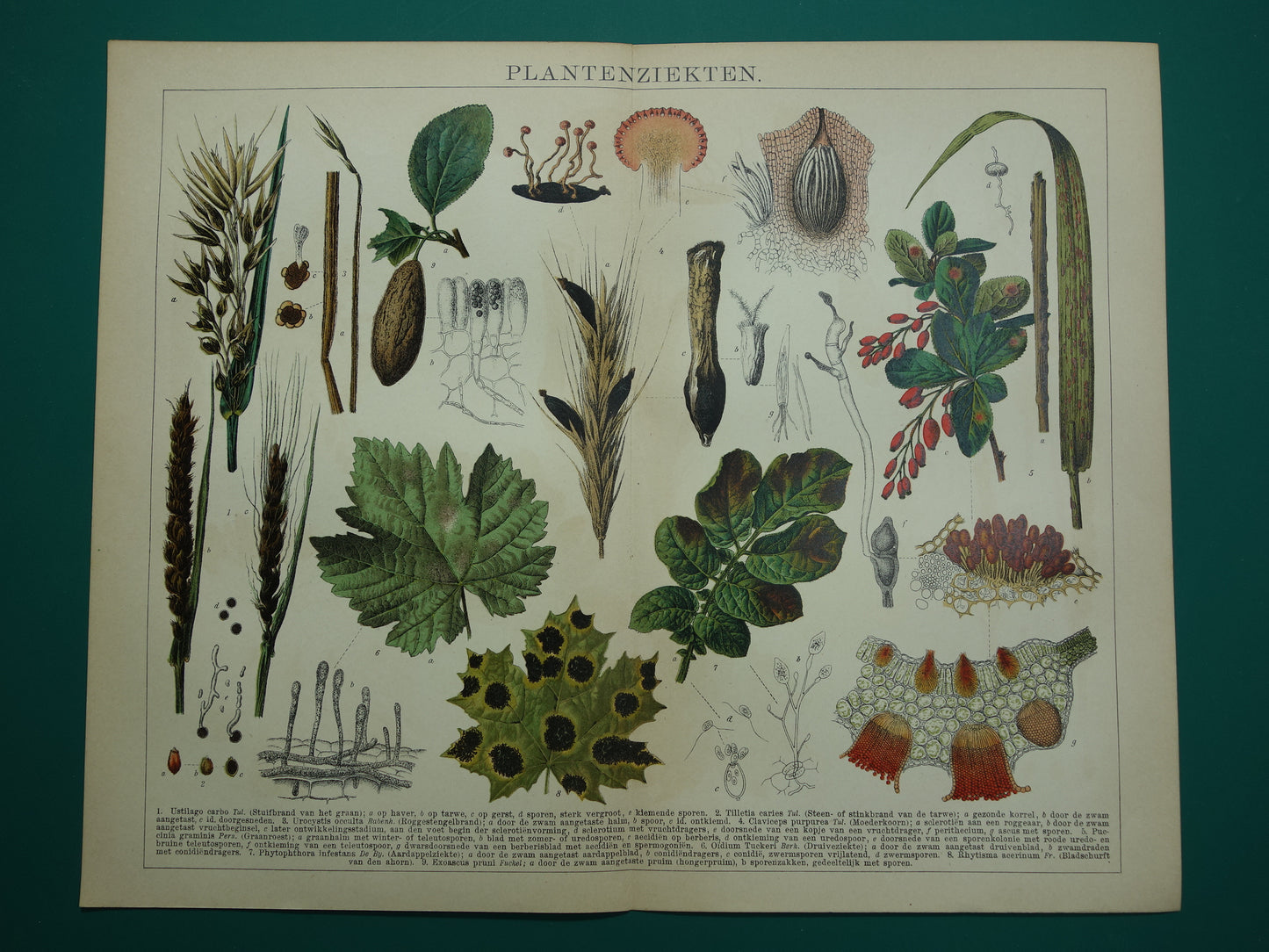 PLANTENZIEKTEN oude botanische prent uit 1910 over ziekten bij planten Originele antieke Nederlandse illustratie print