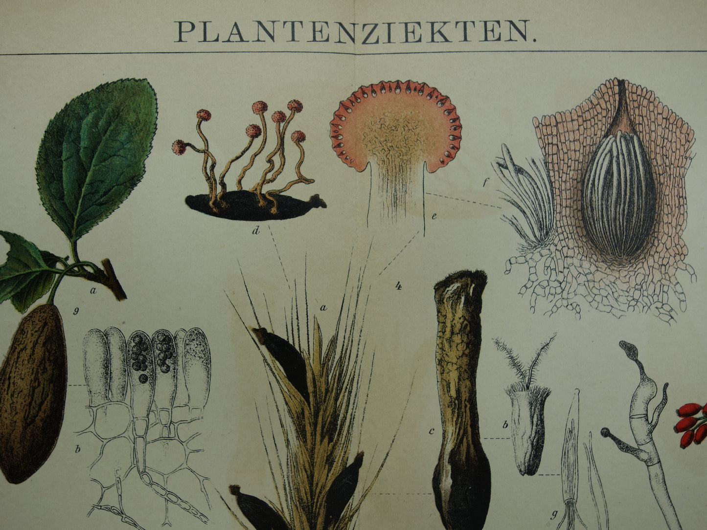 PLANTENZIEKTEN oude botanische prent uit 1910 over ziekten bij planten Originele antieke Nederlandse illustratie print