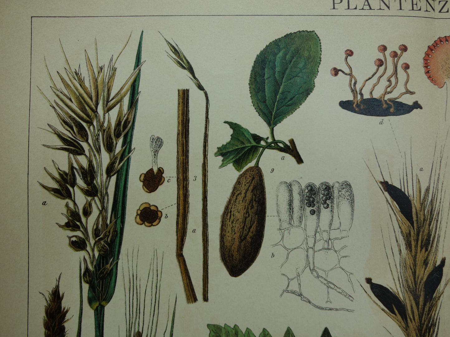 PLANTENZIEKTEN oude botanische prent uit 1910 over ziekten bij planten Originele antieke Nederlandse illustratie print