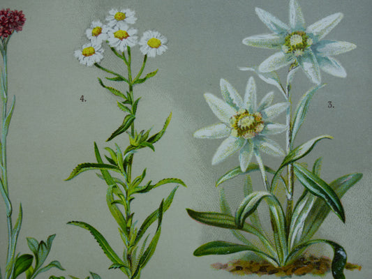 Oude botanische prenten set van twee 1911 originele antieke illustratie bloemen planten Wit Geel