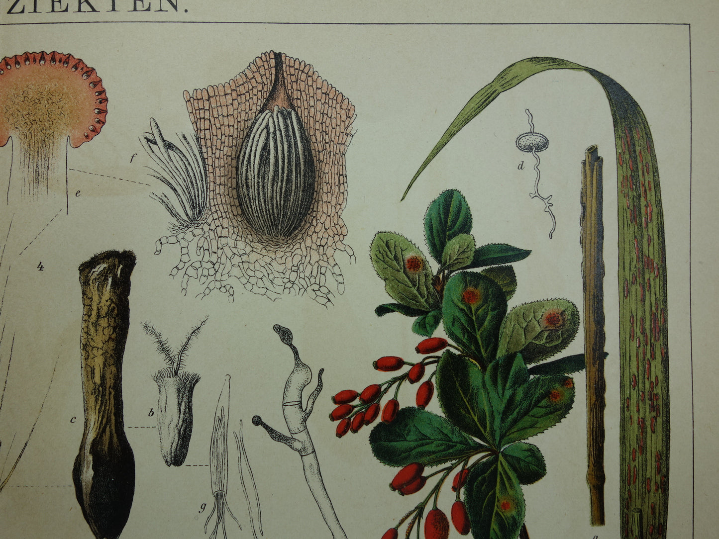 PLANTENZIEKTEN oude botanische prent uit 1910 over ziekten bij planten Originele antieke Nederlandse illustratie print