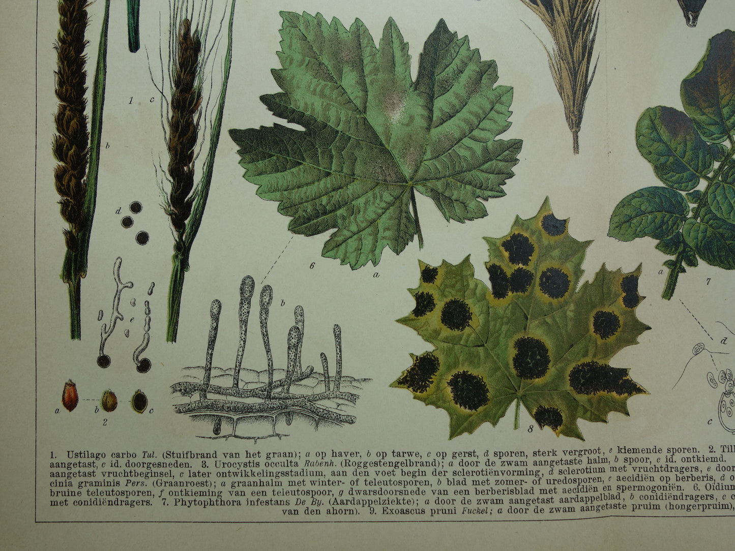 PLANTENZIEKTEN oude botanische prent uit 1910 over ziekten bij planten Originele antieke Nederlandse illustratie print