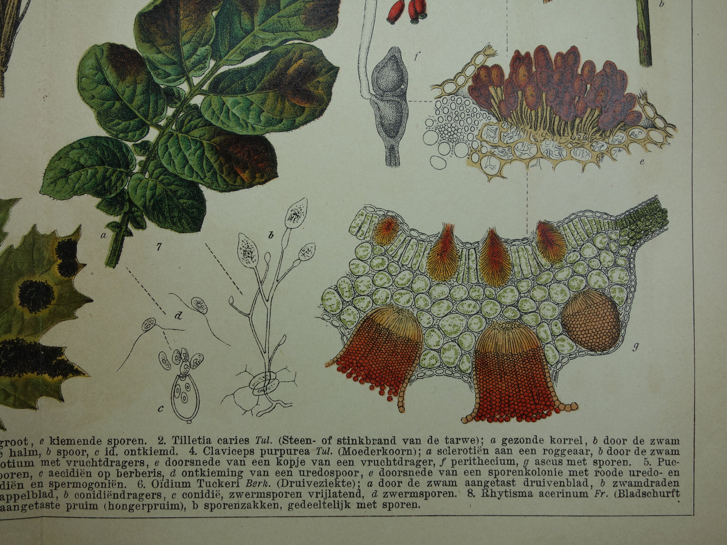 PLANTENZIEKTEN oude botanische prent uit 1910 over ziekten bij planten Originele antieke Nederlandse illustratie print