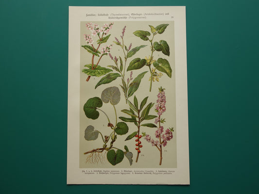 Oude botanische prenten Set van drie stuks uit 1911 Antieke bloemen illustratie prent prints