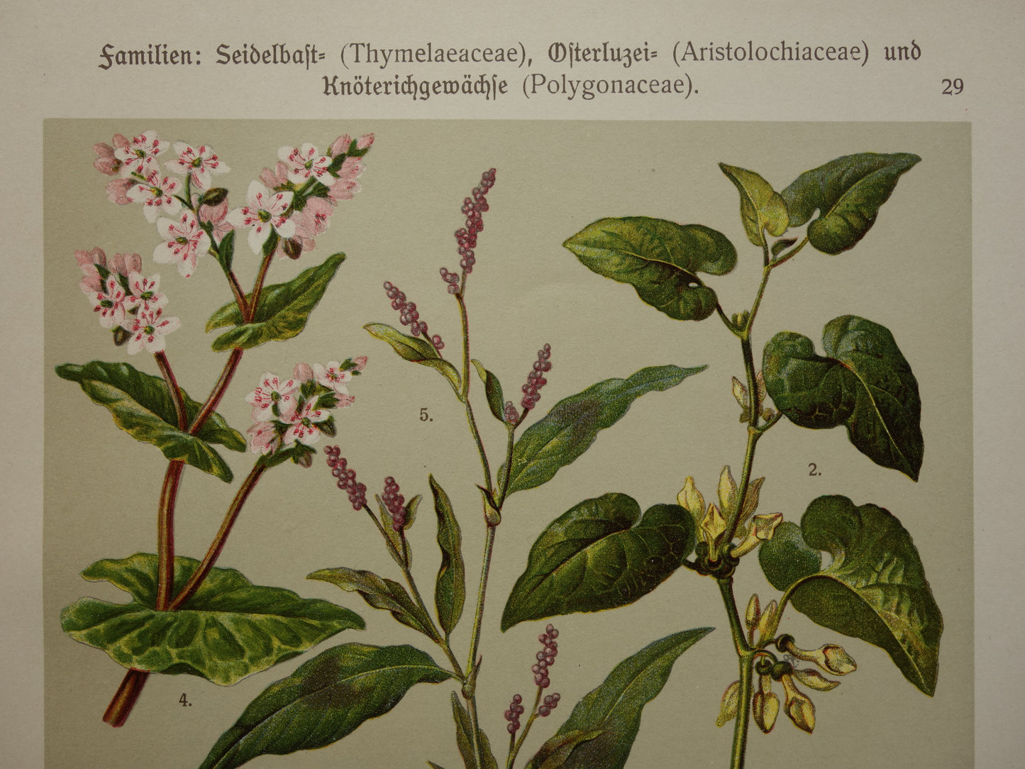 Alte botanische Drucke. Dreiteiliges Set aus dem Jahr 1911. Drucke mit antiken Blumenillustrationen