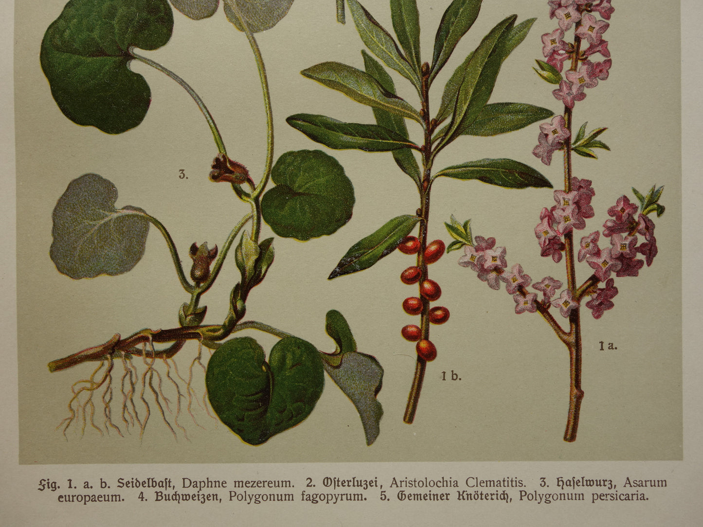 Alte botanische Drucke. Dreiteiliges Set aus dem Jahr 1911. Drucke mit antiken Blumenillustrationen