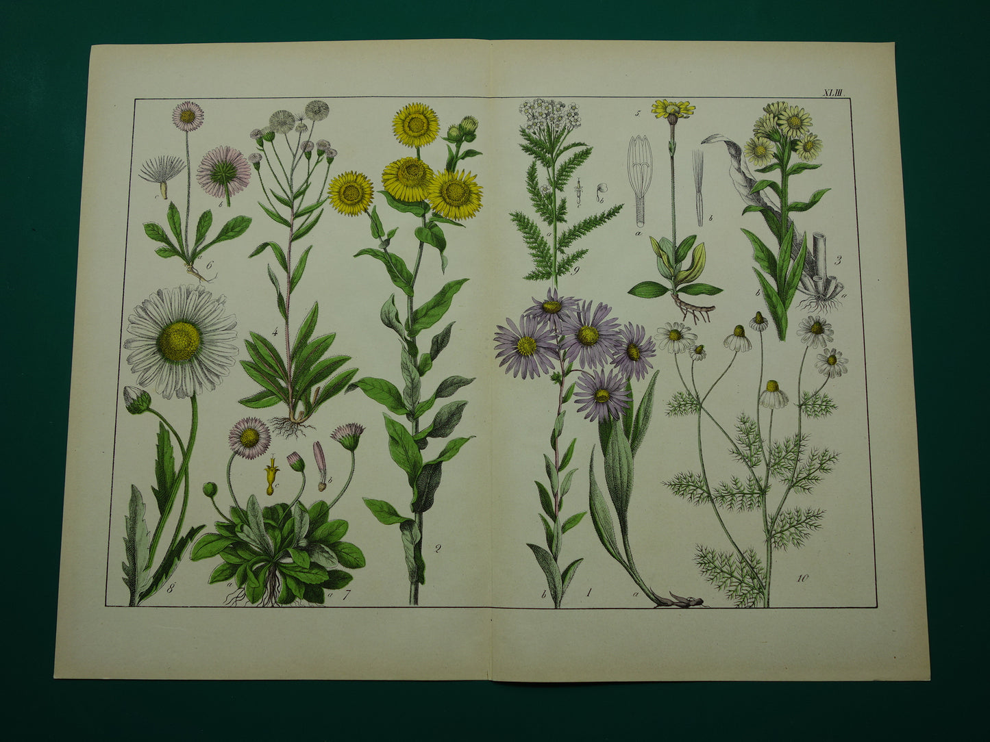 Oude Botanische Prent Margriet Madeliefje Prachtige Antieke Illustratie