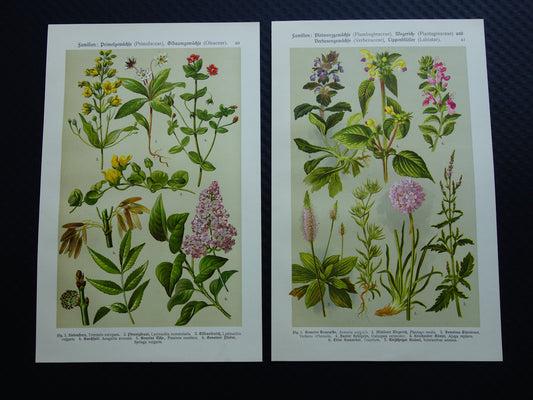 Oude botanische prenten set van twee 1911 originele antieke illustratie gele en roze bloemen planten