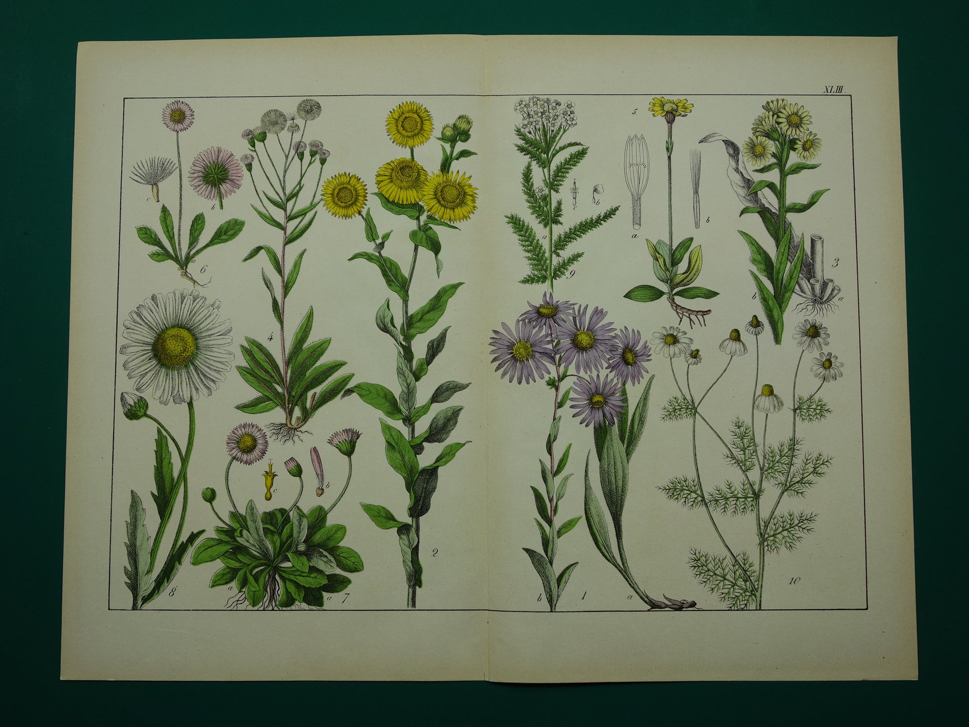 Oude Botanische Prent Margriet Madeliefje Prachtige Antieke Illustratie