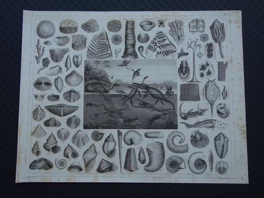 FOSSIELEN 175+ jaar oude prent van Fossielen originele antieke illustratie Fossiel vintage afbeelding prints Siluur Devoon Carboon periode