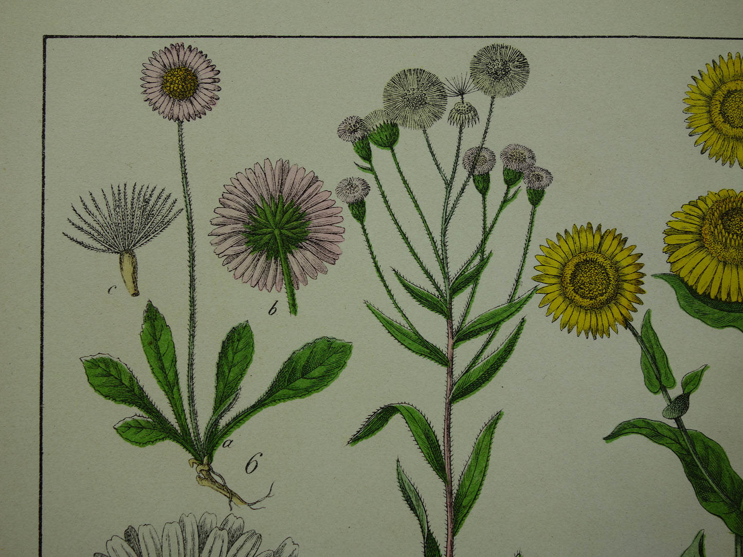 Oude Botanische Prent Margriet Madeliefje Prachtige Antieke Illustratie