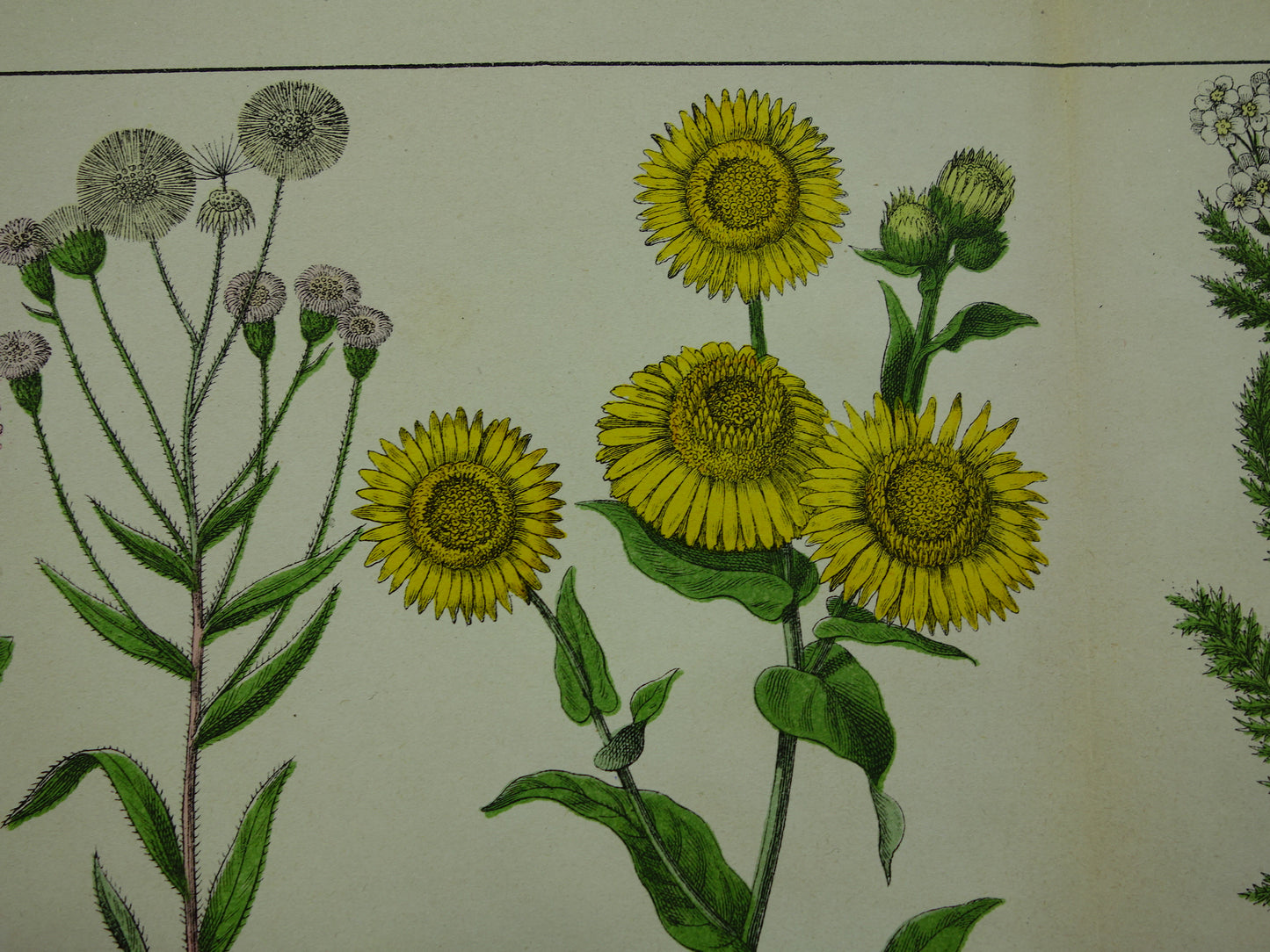 Oude Botanische Prent Margriet Madeliefje Prachtige Antieke Illustratie