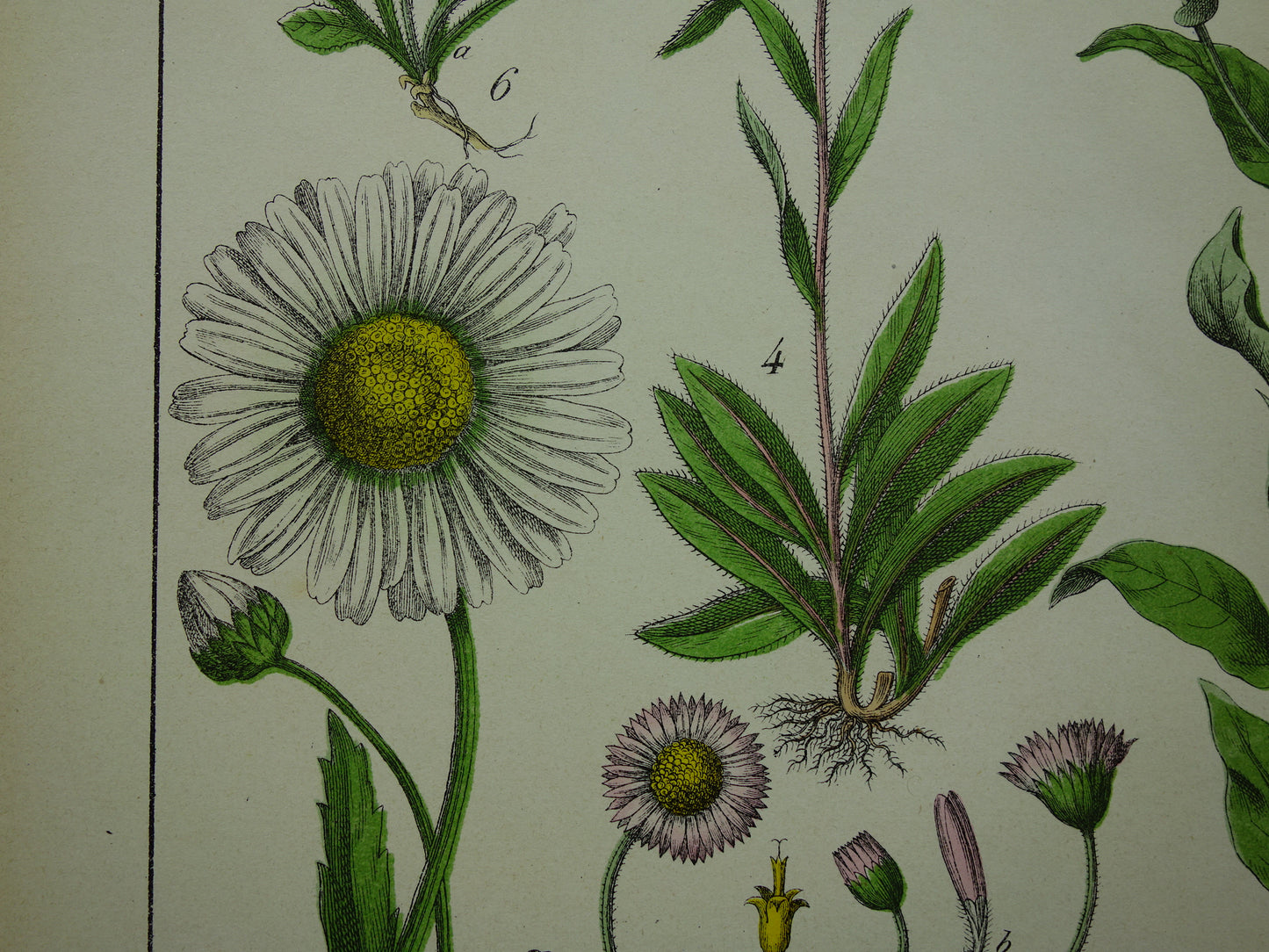 Oude Botanische Prent Margriet Madeliefje Prachtige Antieke Illustratie