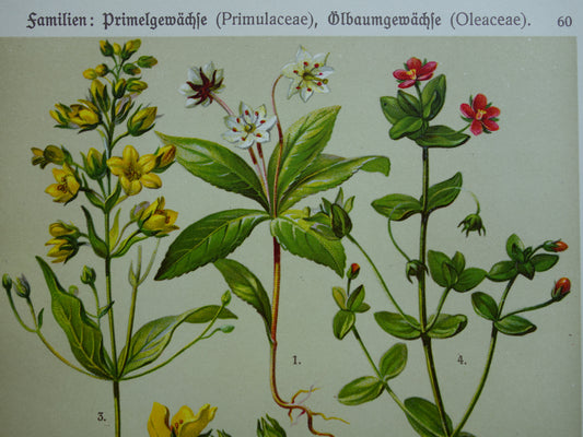 Oude botanische prenten set van twee 1911 originele antieke illustratie gele en roze bloemen planten