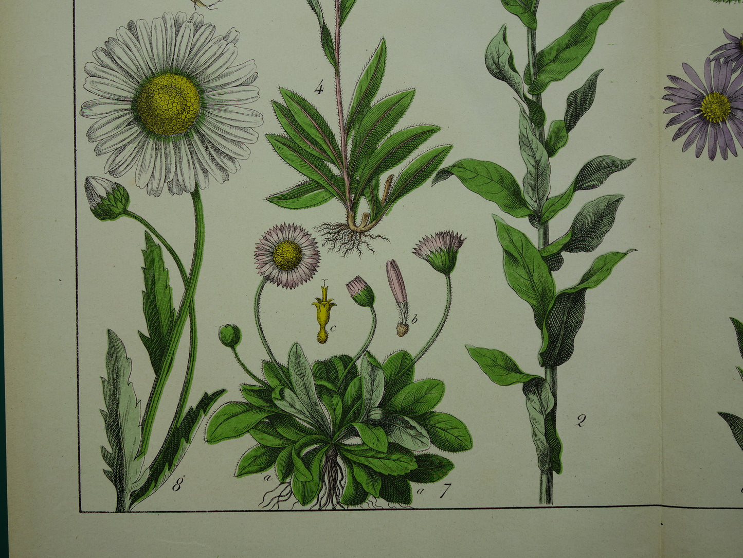 Oude Botanische Prent Margriet Madeliefje Prachtige Antieke Illustratie