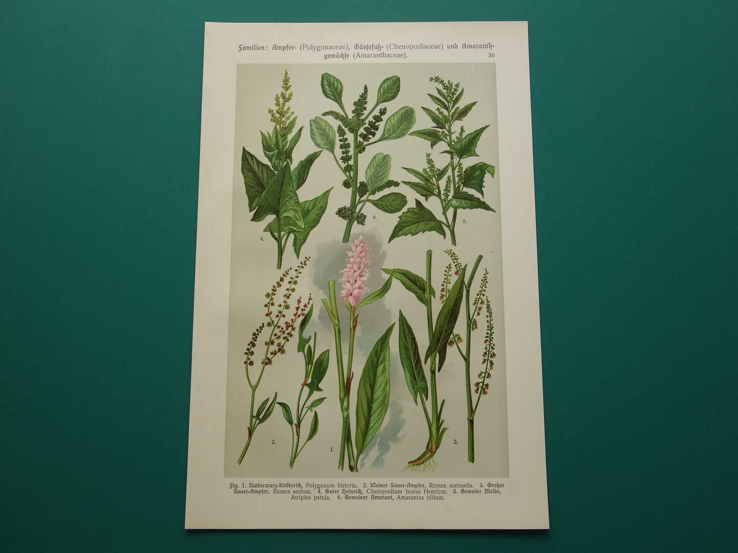 Alte botanische Drucke. Dreiteiliges Set aus dem Jahr 1911. Drucke mit antiken Blumenillustrationen