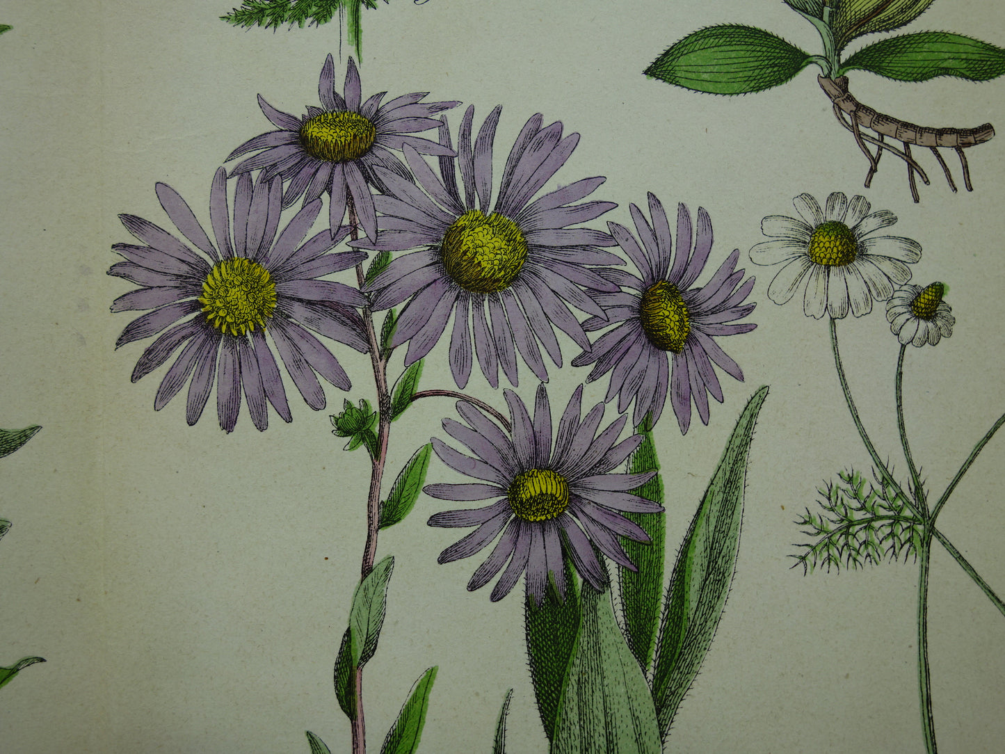 Oude Botanische Prent Margriet Madeliefje Prachtige Antieke Illustratie