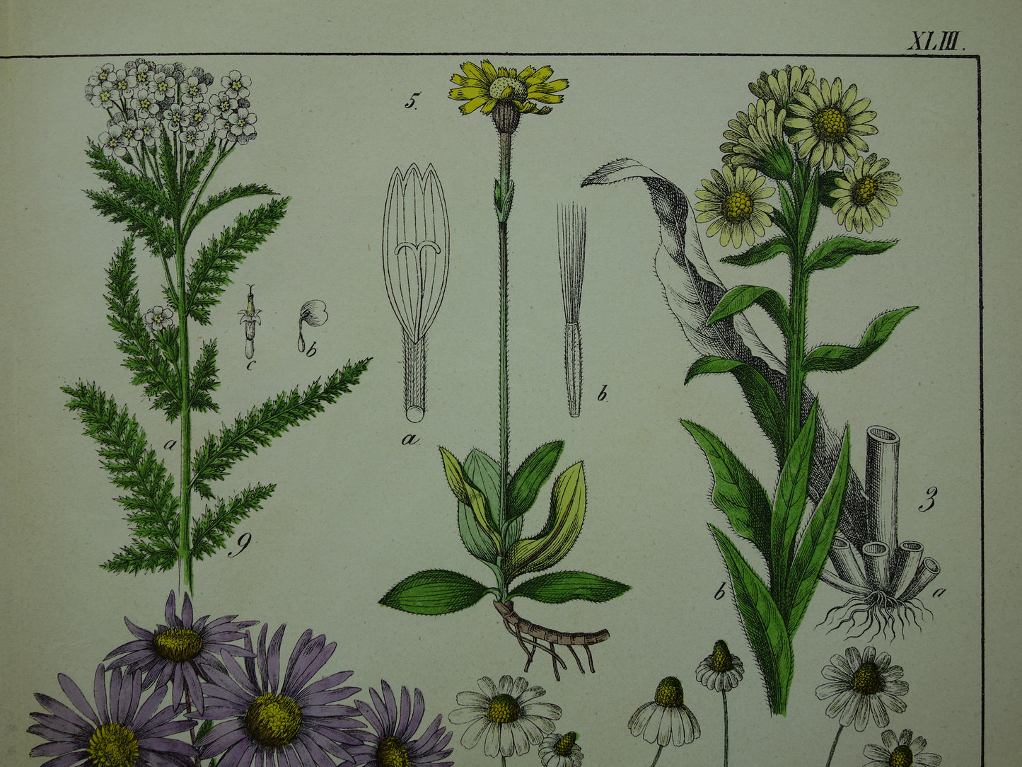 Oude Botanische Prent Margriet Madeliefje Prachtige Antieke Illustratie