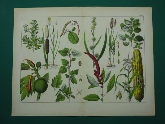 150+ Jaar Oude Botanische Prent Maïs Lisdodde Buxus Prachtige Antieke Illustratie