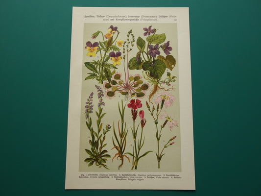 Vintage botanische prent Viooltje originele oude illustratie Anjer Bloemen antieke botanie prenten