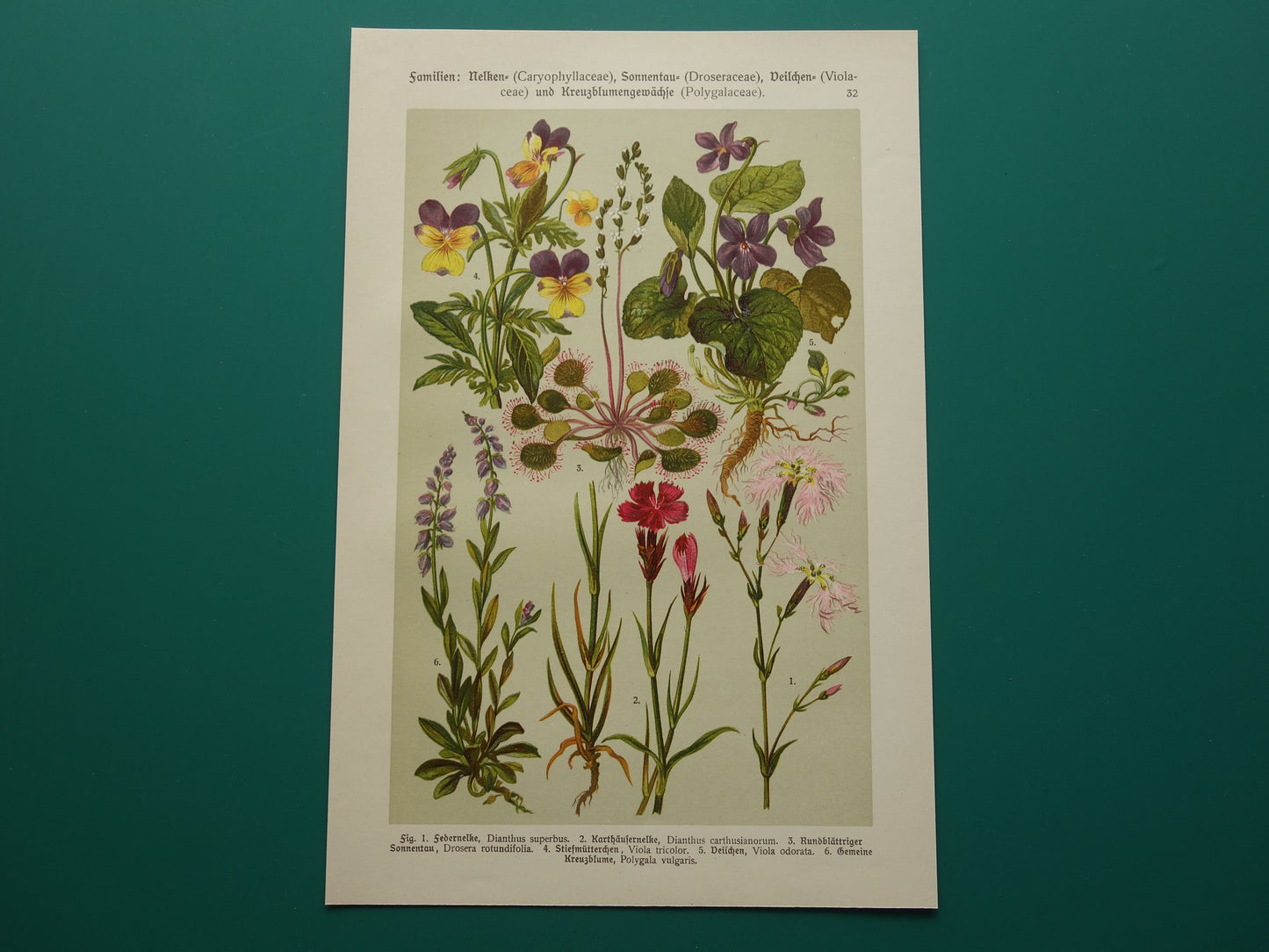 Vintage botanische prent Viooltje originele oude illustratie Anjer Bloemen antieke botanie prenten