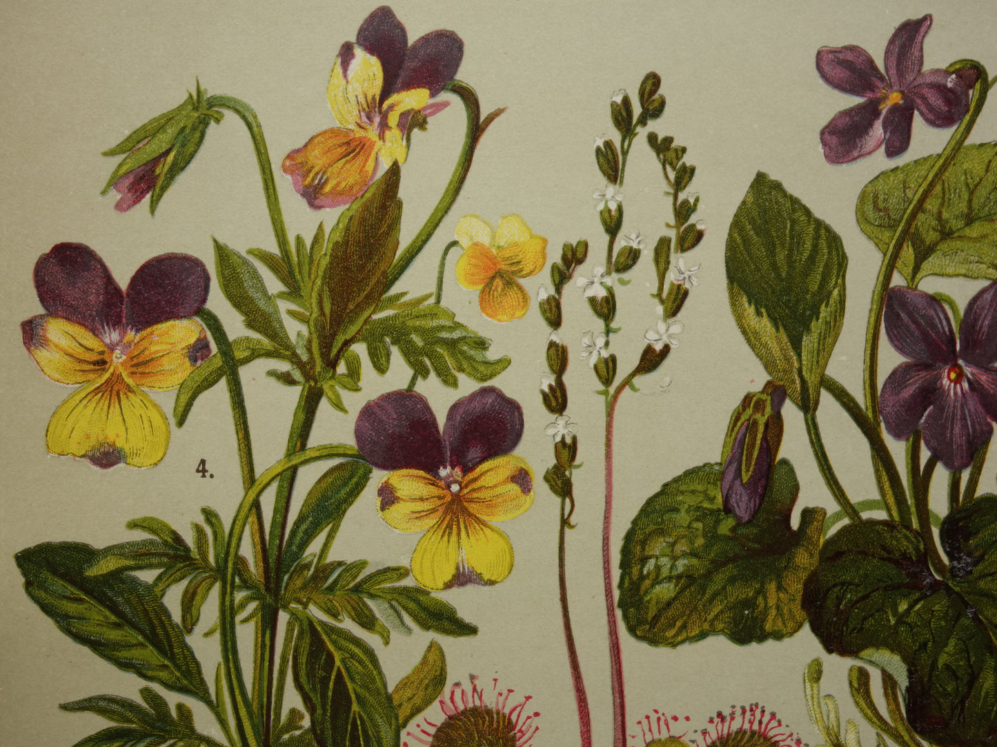 Vintage botanische prent Viooltje originele oude illustratie Anjer Bloemen antieke botanie prenten