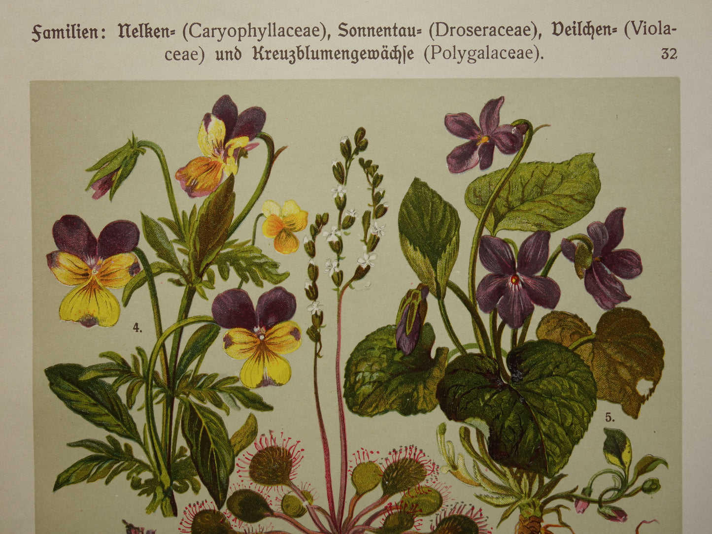 Vintage botanische prent Viooltje originele oude illustratie Anjer Bloemen antieke botanie prenten
