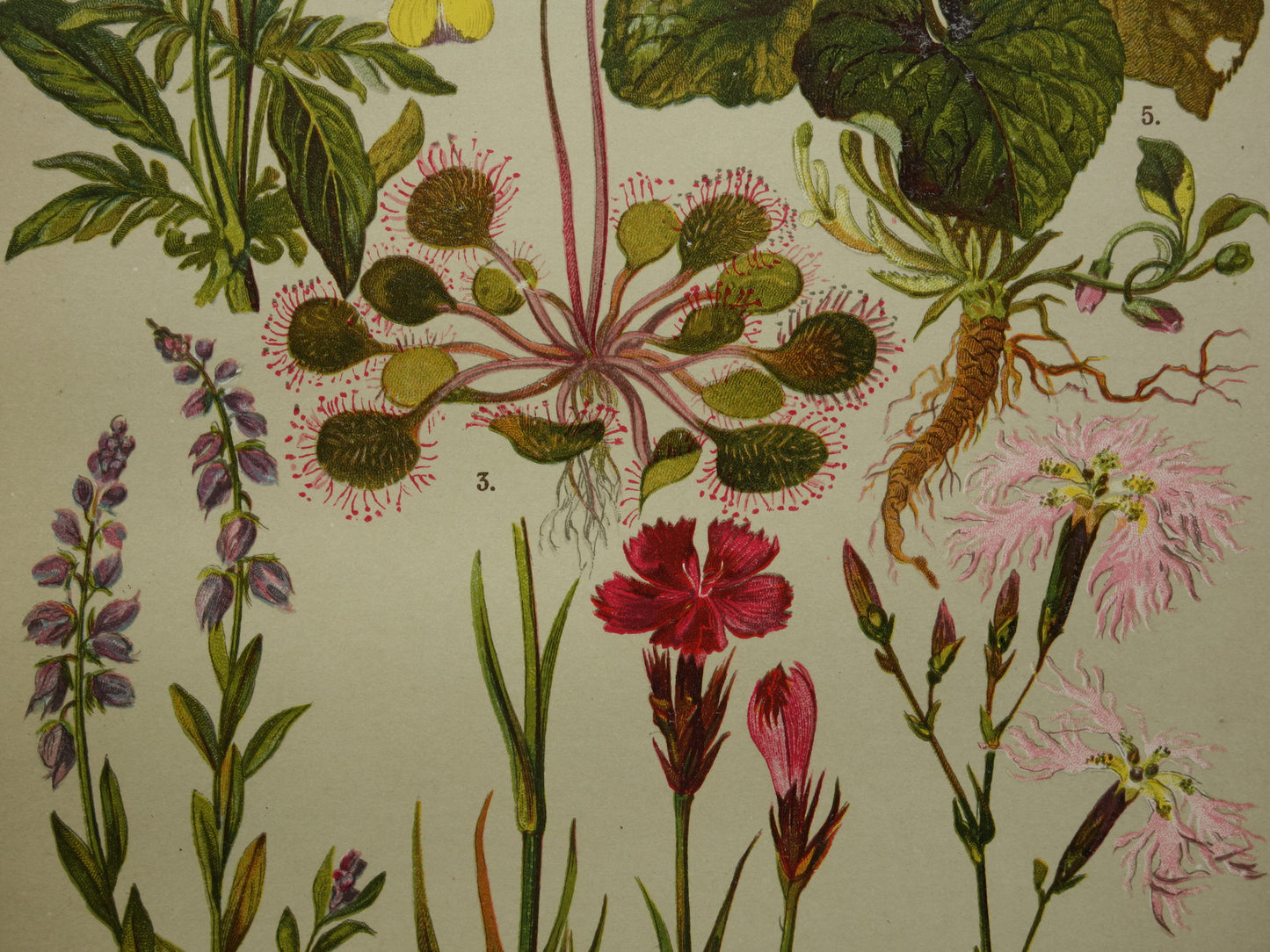 Vintage botanische prent Viooltje originele oude illustratie Anjer Bloemen antieke botanie prenten