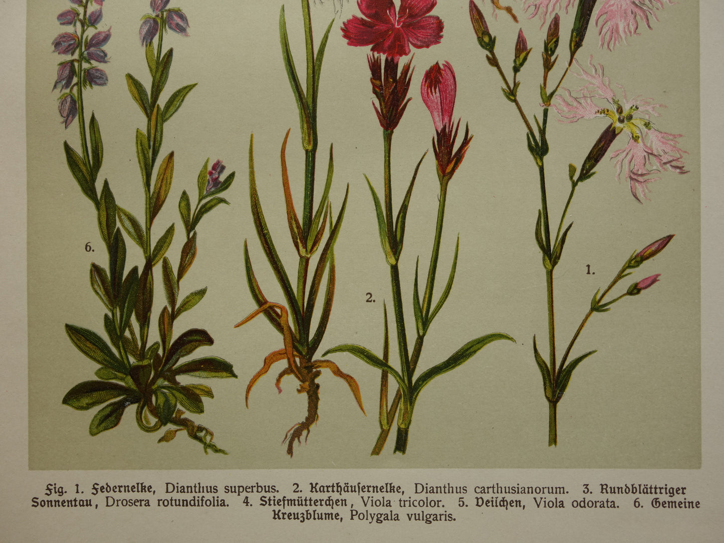 Vintage botanische prent Viooltje originele oude illustratie Anjer Bloemen antieke botanie prenten