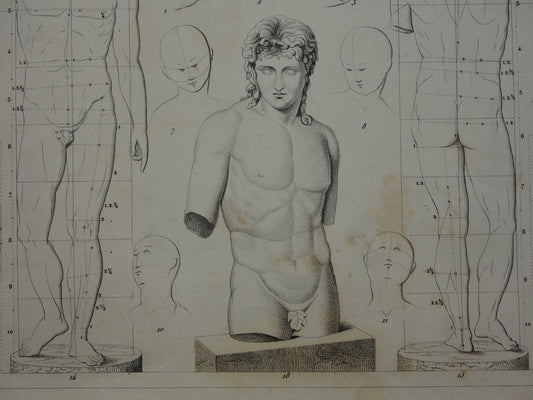 Oude prent schilderkunst theorie proporties van het menselijk lichaam originele antieke illustratie vintage prints