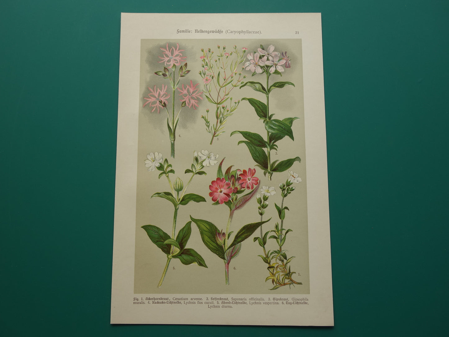 Alte botanische Drucke. Dreiteiliges Set aus dem Jahr 1911. Drucke mit antiken Blumenillustrationen