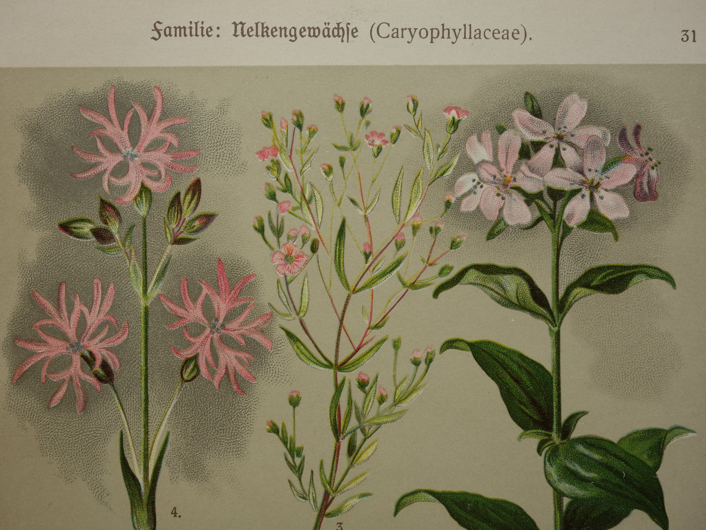 Alte botanische Drucke. Dreiteiliges Set aus dem Jahr 1911. Drucke mit antiken Blumenillustrationen