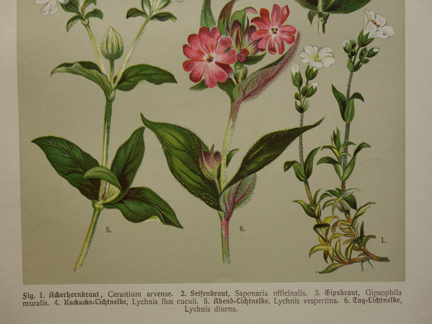 Alte botanische Drucke. Dreiteiliges Set aus dem Jahr 1911. Drucke mit antiken Blumenillustrationen