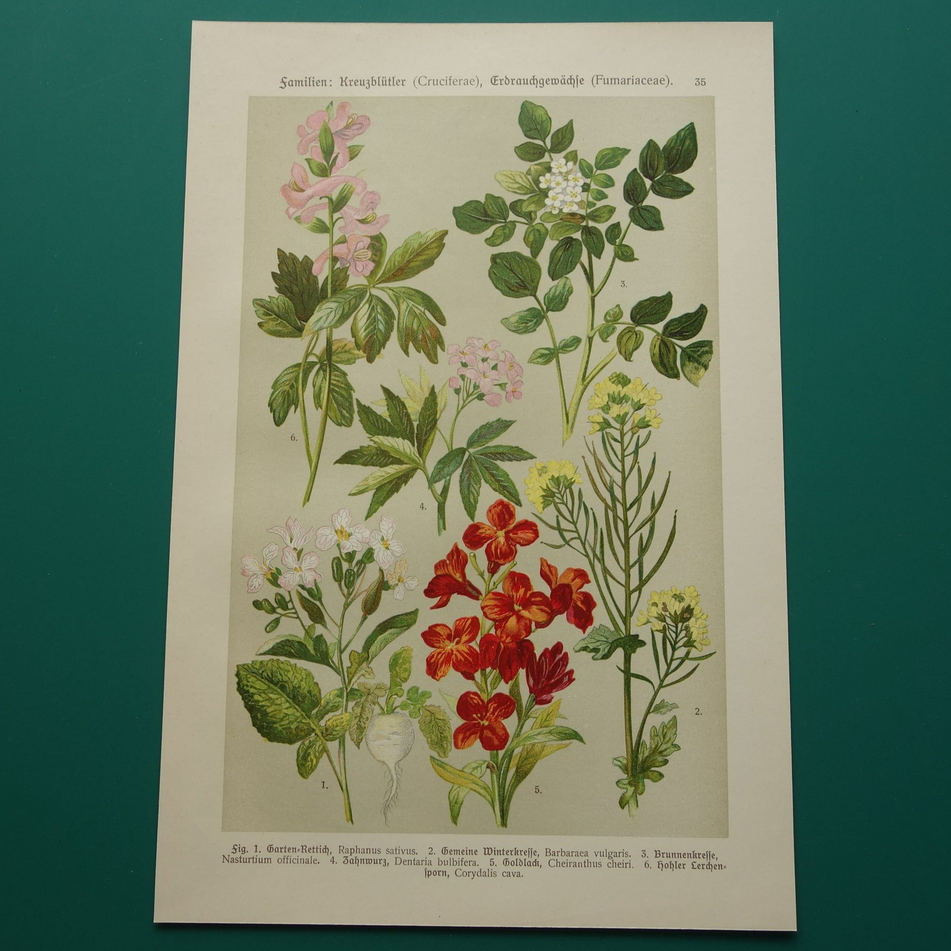 Oude botanische prent Muurbloem originele oude illustratie Radijs Waterkers Bloemen botanie prenten