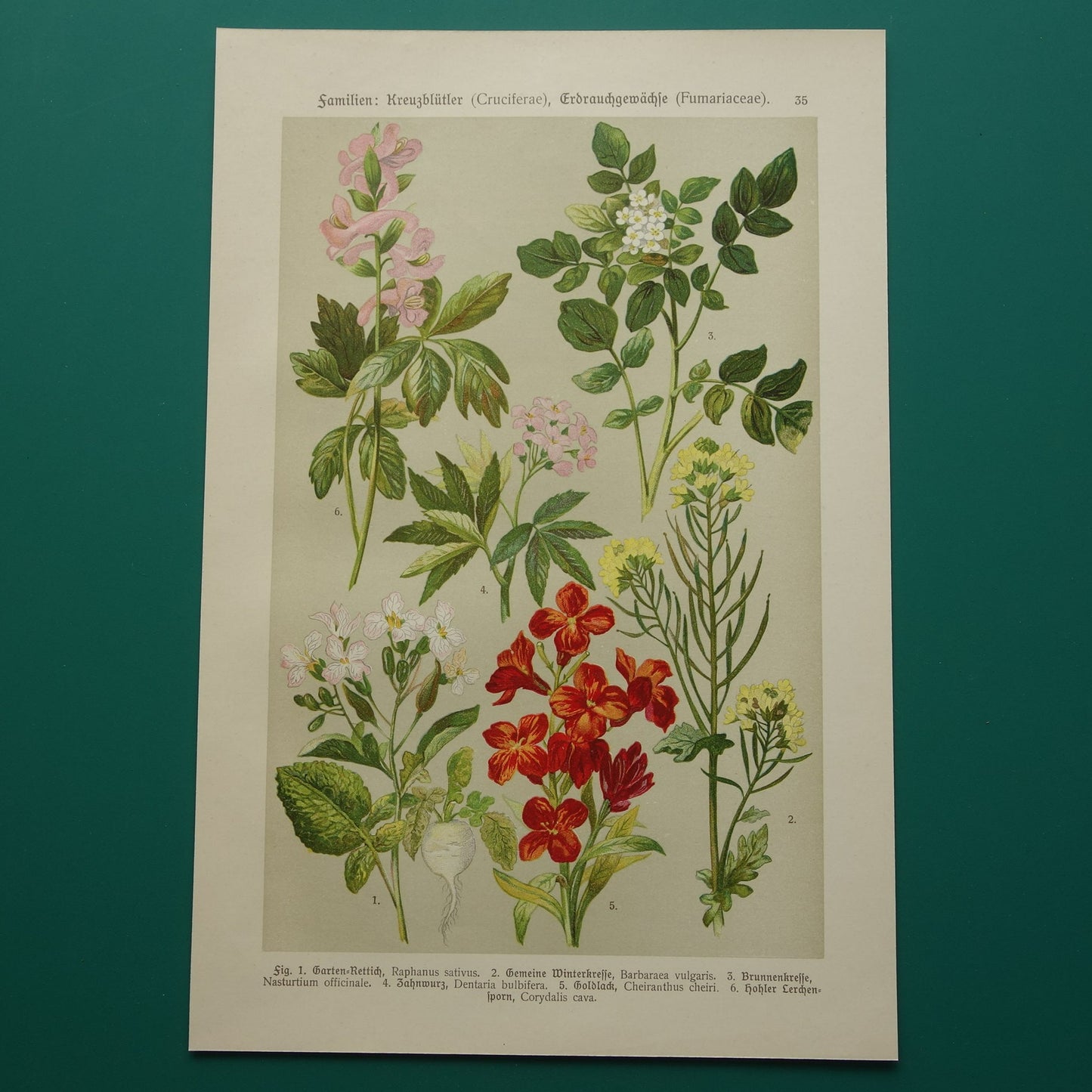 Oude botanische prent Muurbloem originele oude illustratie Radijs Waterkers Bloemen botanie prenten