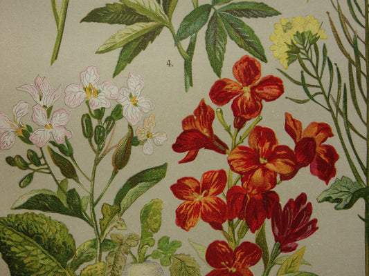 Oude botanische prent Muurbloem originele oude illustratie Radijs Waterkers Bloemen botanie prenten