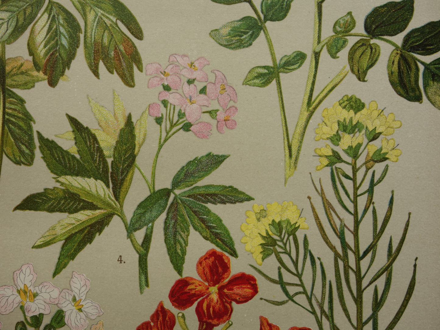 Oude botanische prent Muurbloem originele oude illustratie Radijs Waterkers Bloemen botanie prenten