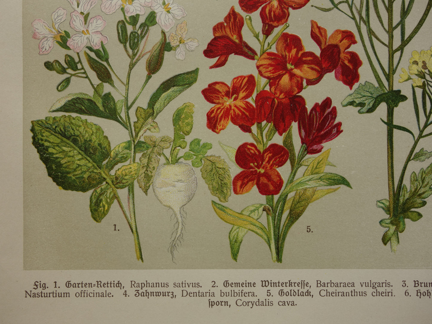 Oude botanische prent Muurbloem originele oude illustratie Radijs Waterkers Bloemen botanie prenten