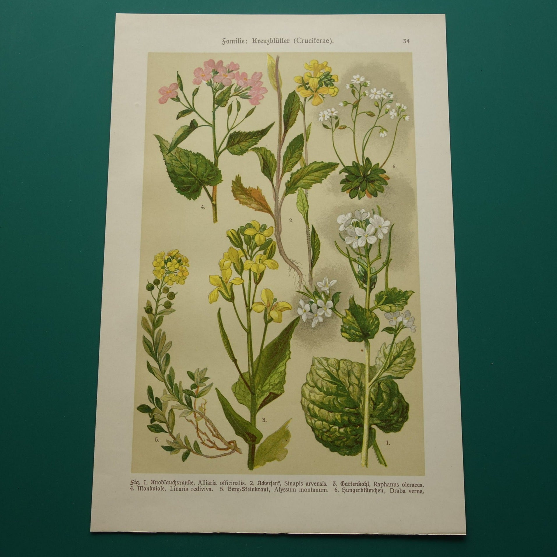 vintage botanische prenten kopen