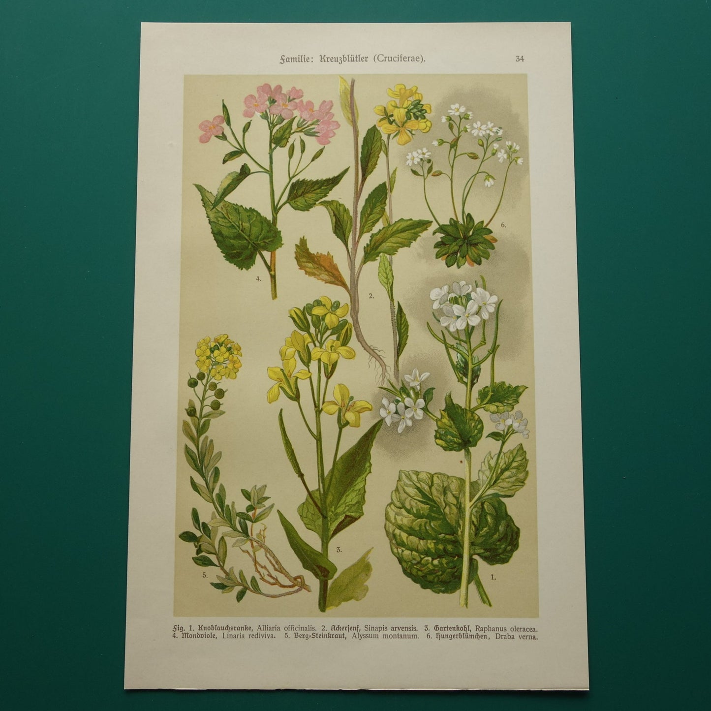 Oude botanische prent van witte en gele bloemen uit 1911 originele antieke illustratie botanie prenten bloem