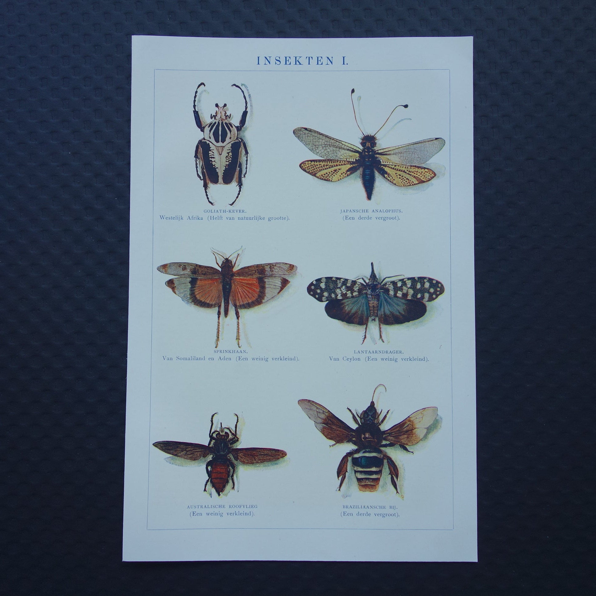 INSECTEN oude prent 1908 originele antieke Nederlandse illustratie van Goliathkever Lantaarnvlieg Japanse Longhorn afbeeldingen vintage insecten prenten