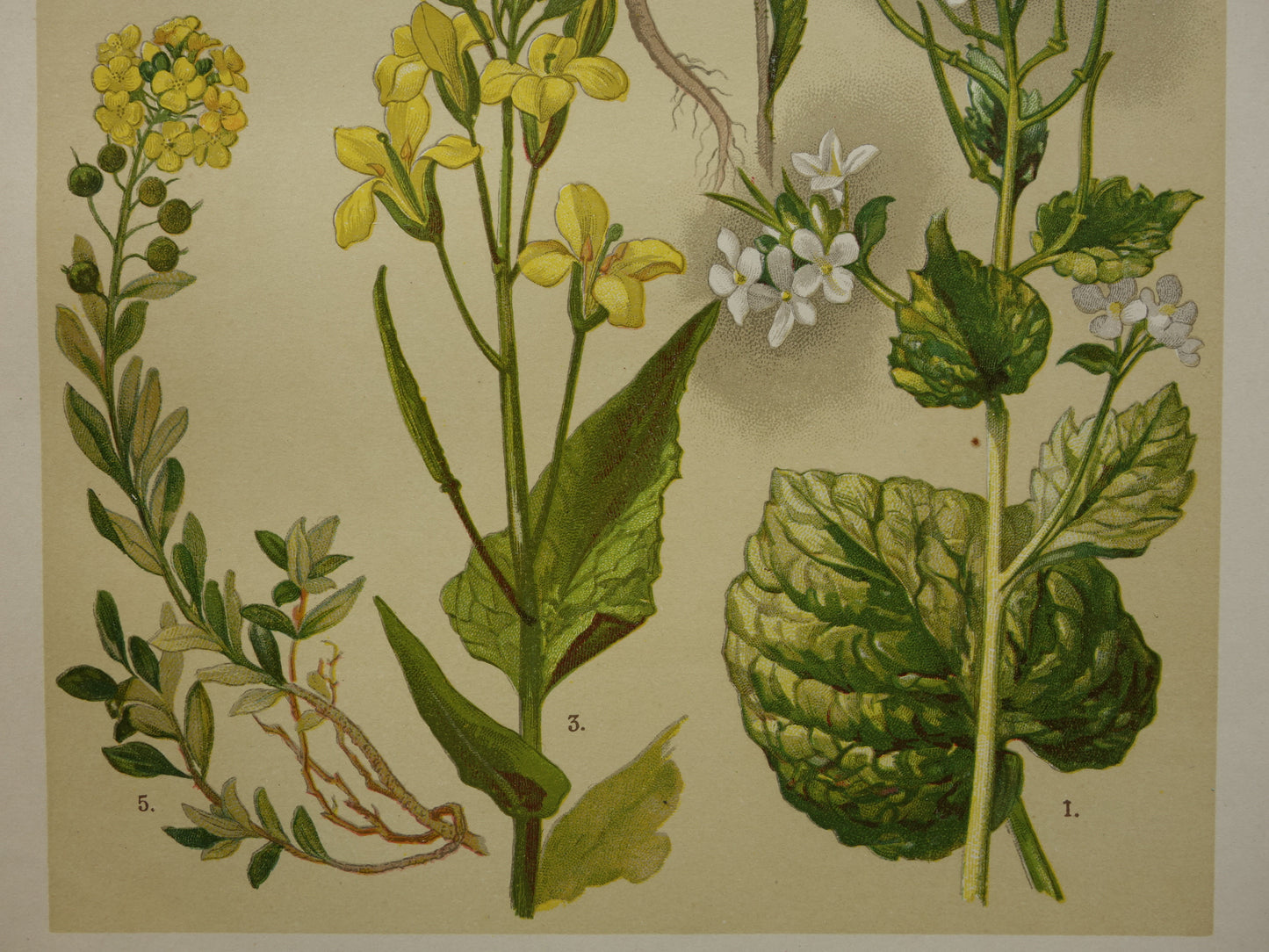 Oude botanische prent van witte en gele bloemen uit 1911 originele antieke illustratie botanie prenten bloem