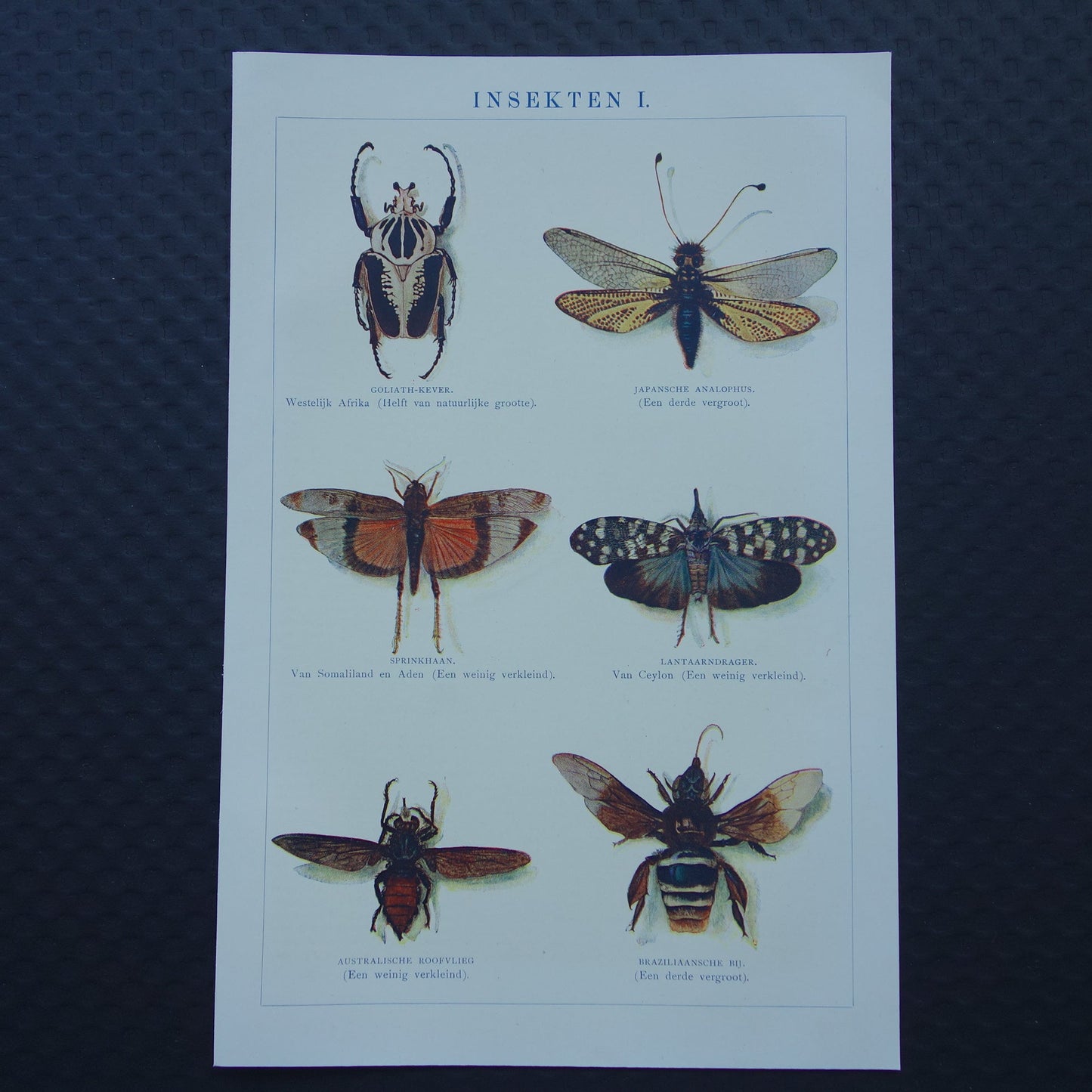 INSECTEN oude prent 1908 originele antieke Nederlandse illustratie van Goliathkever Lantaarnvlieg Japanse Longhorn afbeeldingen vintage insecten prenten