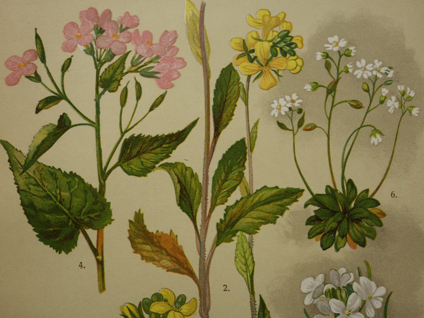 Oude botanische prent van witte en gele bloemen uit 1911 originele antieke illustratie botanie prenten bloem