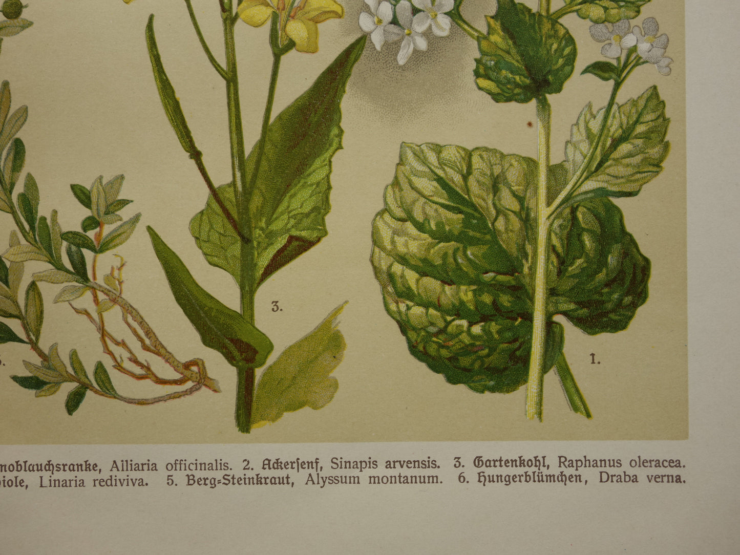 Oude botanische prent van witte en gele bloemen uit 1911 originele antieke illustratie botanie prenten bloem