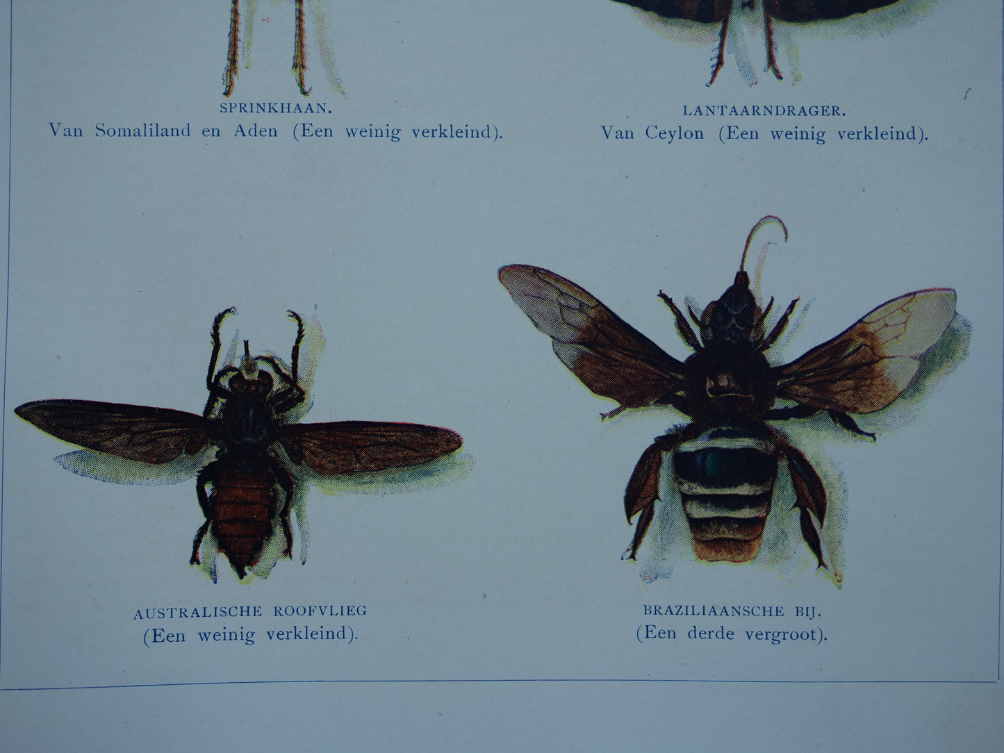 INSECTEN oude prent 1908 originele antieke Nederlandse illustratie van Goliathkever Lantaarnvlieg Japanse Longhorn afbeeldingen vintage insecten prenten