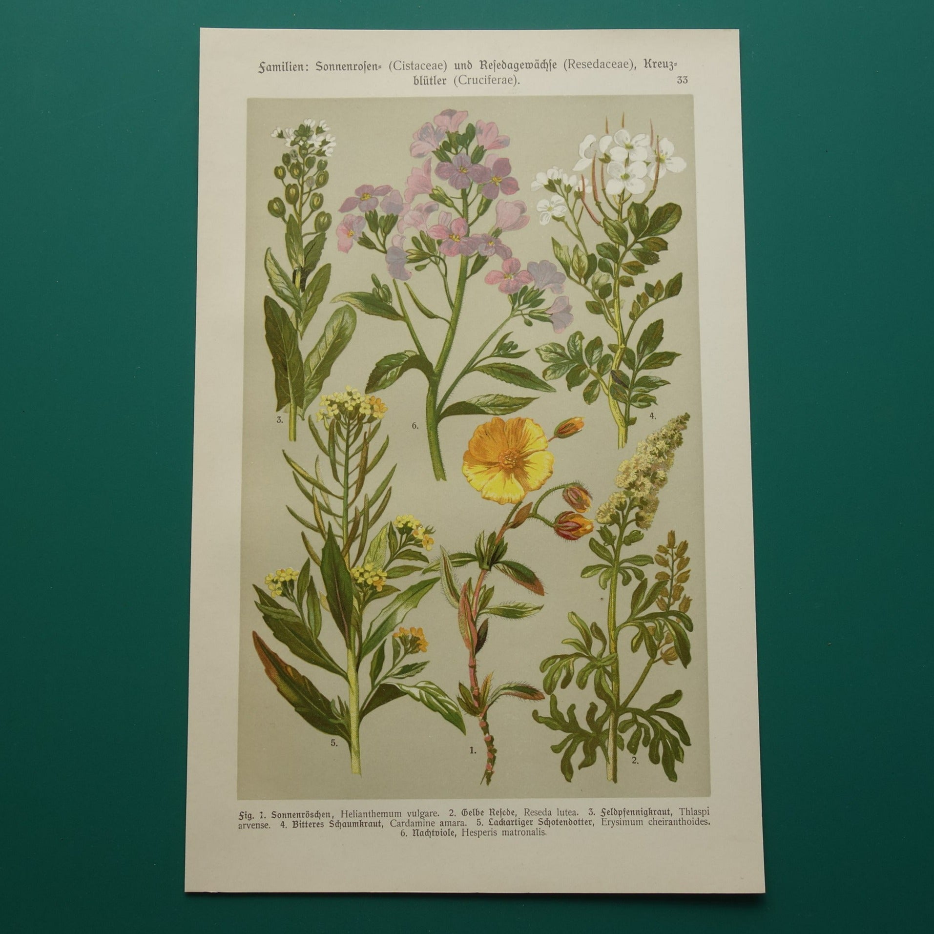 Antieke botanische prent Geel zonneroosje Gewone steenraket originele oude illustratie Damastbloem Bloemenbotanie prenten