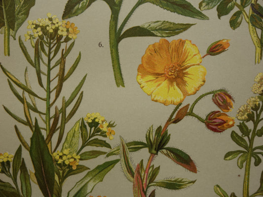 Antieke botanische prent Geel zonneroosje Gewone steenraket originele oude illustratie Damastbloem Bloemen botanie prenten